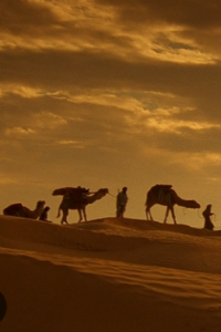 English Patient, The
